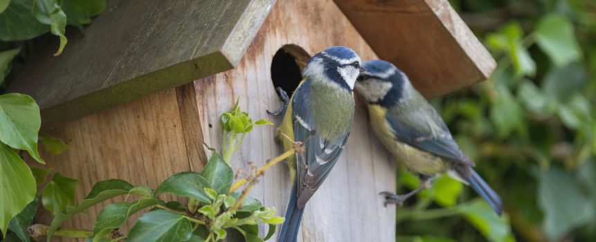 Das Bild zeigt zwei Blaumeisen. Sie sitzen am Eingang ihres Vogelhäuschens.
